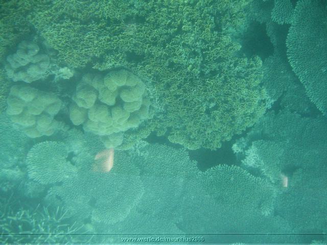 mauritius2006nr134.jpg